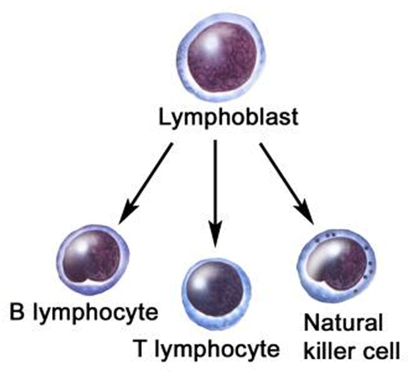 <p>T cells, B cells, Null/NK cells</p><p>----------------------------------</p><p>all are involved in either cellular immunity and humoral immunity</p>