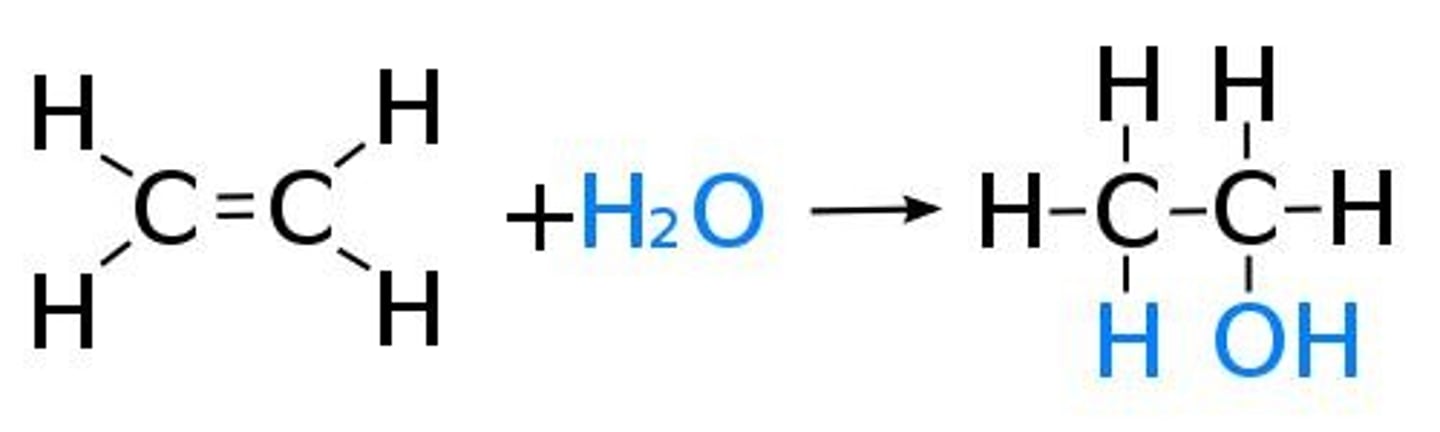 <p>The addition of water to an alkene, forming an alcohol.</p>