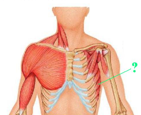 <p><span>Identify the indicated muscle.</span></p>