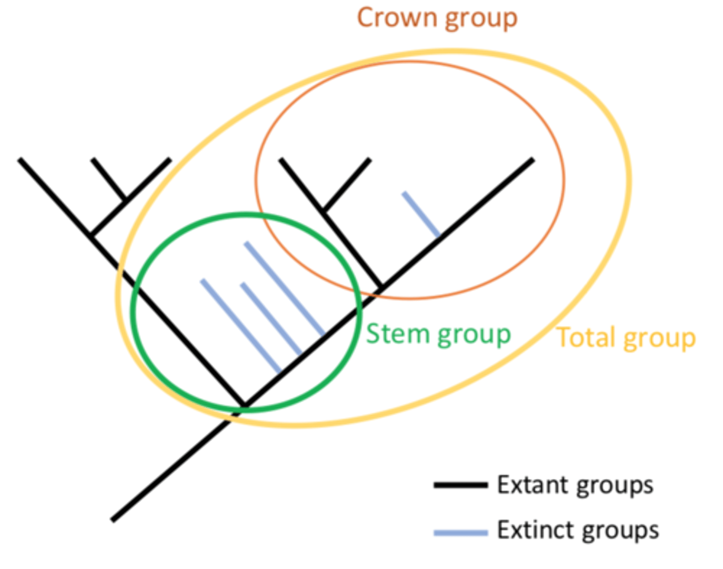 <p>Extinct organism outside the group, on the lineage to that of the most common ancestor</p>