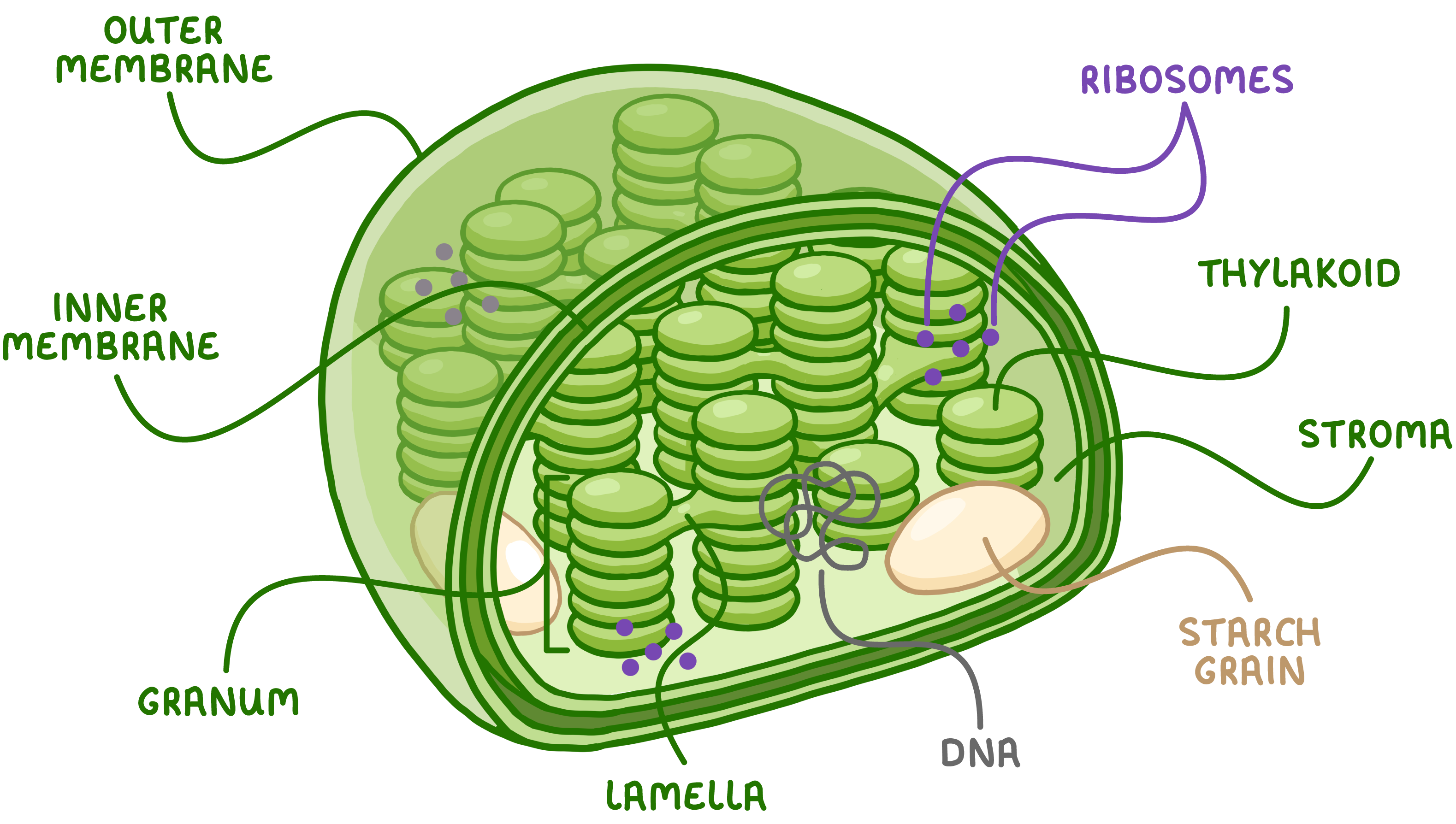 <p>Chloroplast- The site of which photosynthesis takes places</p><p>It is full of fluid which contains starch grain</p><p>The chloroplast envelope has a double plasma membrane which contains what gas goes in and out</p><p>Contains grana which has stacked thylakoids which contain chlorophyll</p><p></p><p></p>