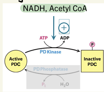 <ul><li><p>rest = <span data-name="arrow_up" data-type="emoji">⬆</span>energy state (lots Acetyl-CoA, NADH, ATP)</p></li><li><p>turns PDC off by feedback inhibition & phosphorylation by PD Kinase</p><ul><li><p>PD Kinase activated by <span data-name="arrow_up" data-type="emoji">⬆</span>NADH & Acetyl-CoA</p></li></ul></li></ul><p></p>