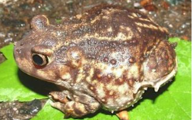<p>Scaphiopus holbrookii</p>