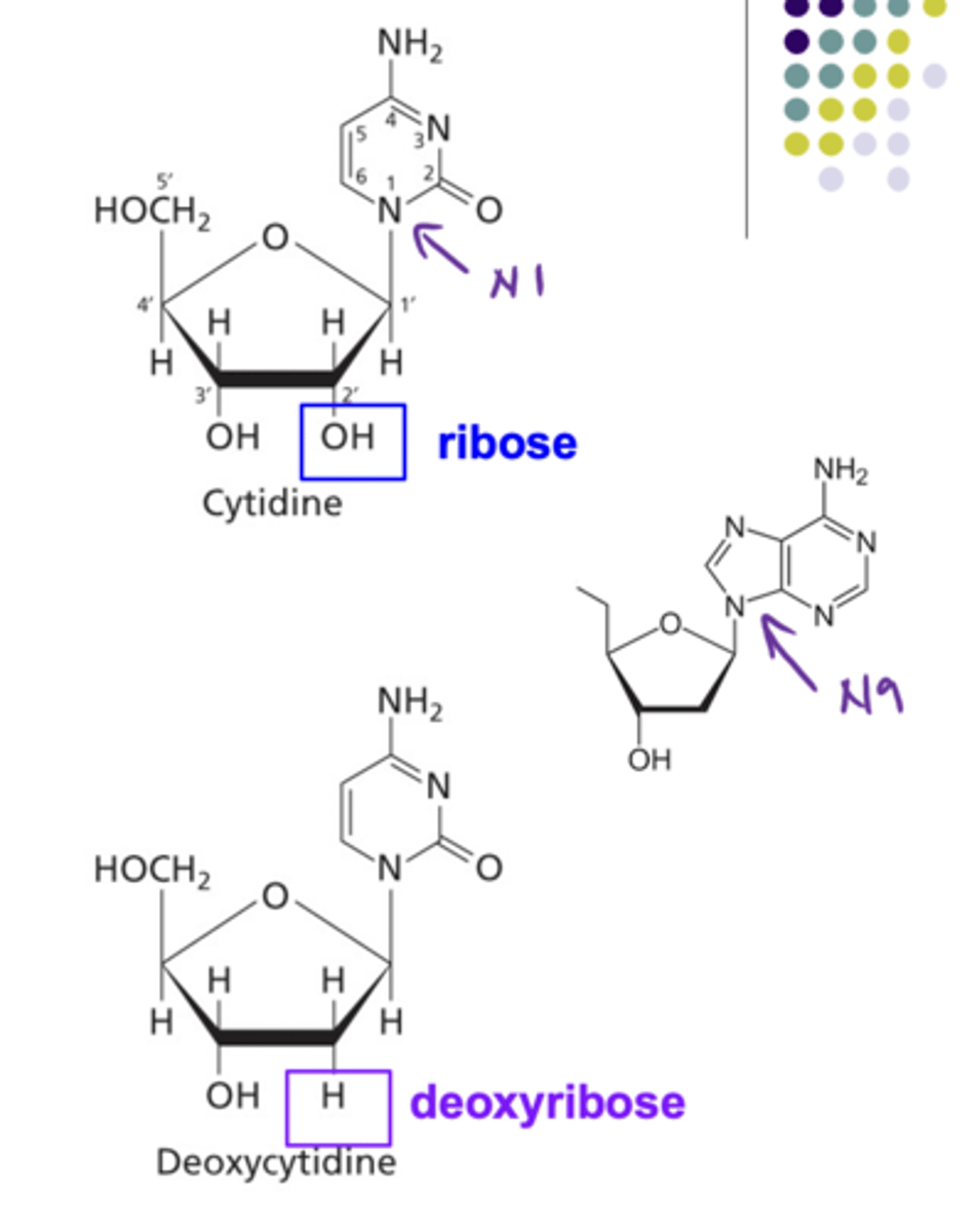 <p>Ribose has as hydroxyl on carbon 2 while deoxyribose does not</p>