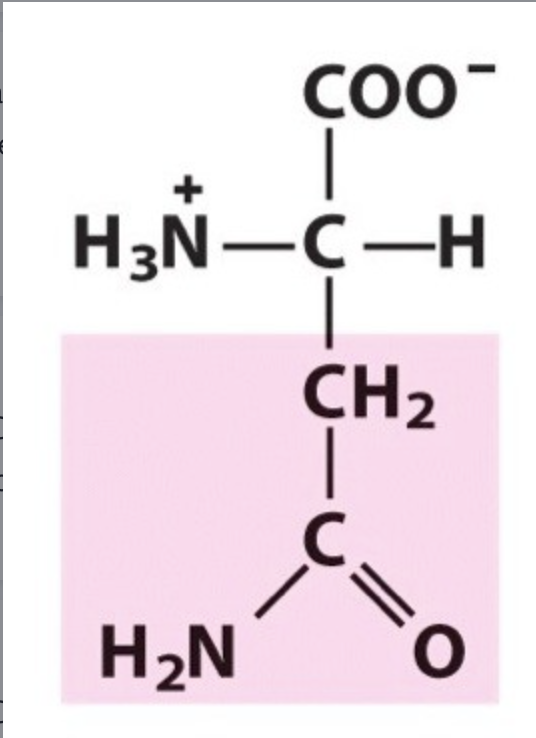 <p><span>Asn / N. pKa Neutral. IP: 5,41. Polar uncharged, hydrophilic.</span></p>