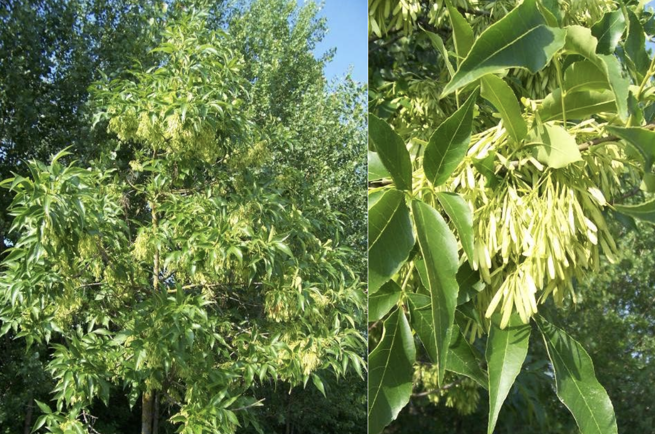 <p>Identificar la Oleaceae</p>
