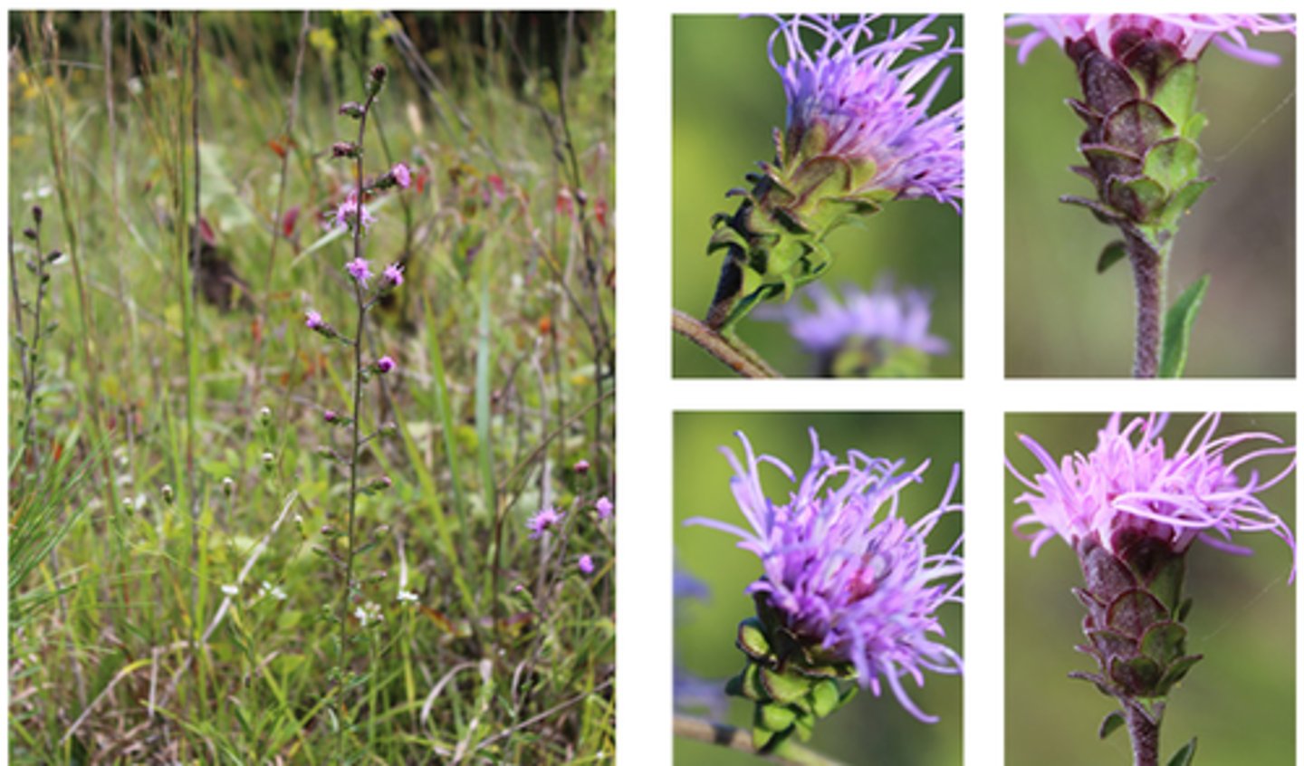 <p>-rounded, not pointy<br>-actinomorphic flowers<br>-raceme like head</p>