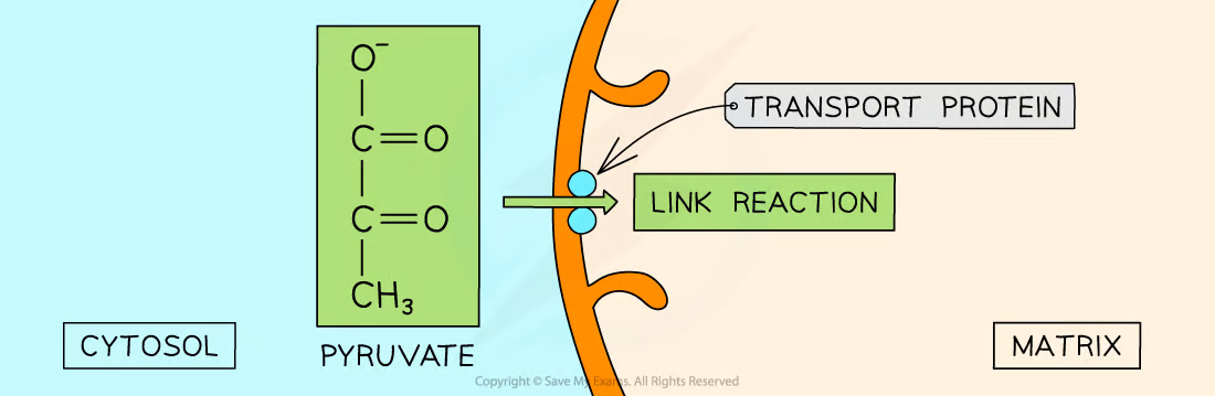 <p>Mitochondrial Matrix</p>