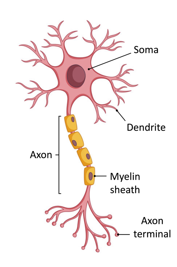 <p>electrically excitable cells that processes & transmits info</p>