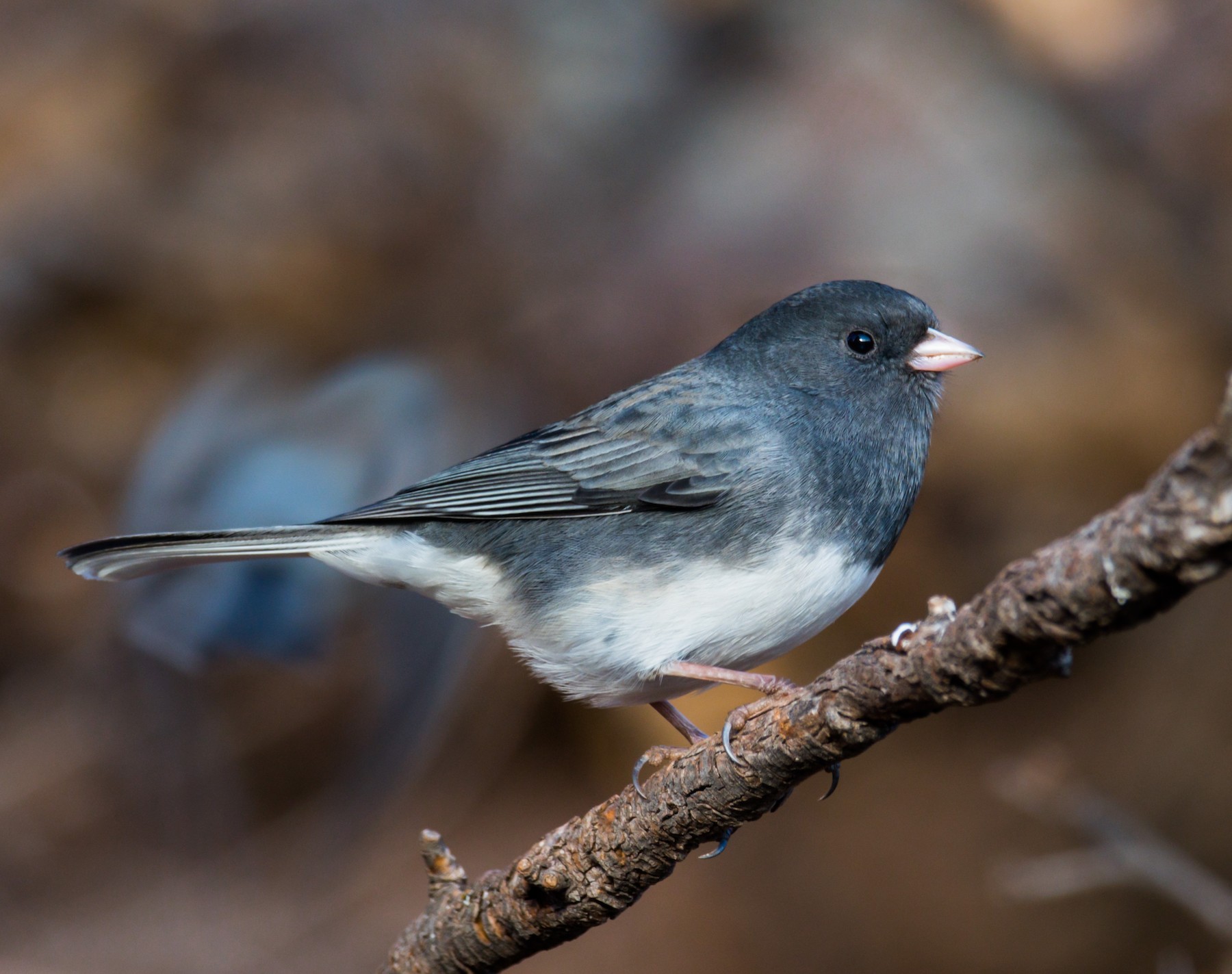 Passeriformes - Emberizidae - Junco hyemalis