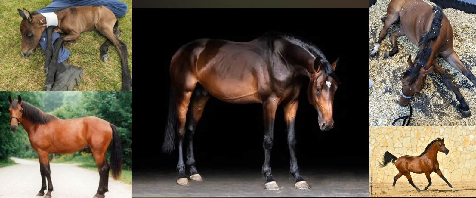 <ul><li><p>coat color</p></li><li><p>Brown/chestnut/red bodies with black manes, tails and points on legs, face,and ears</p></li></ul><p></p>