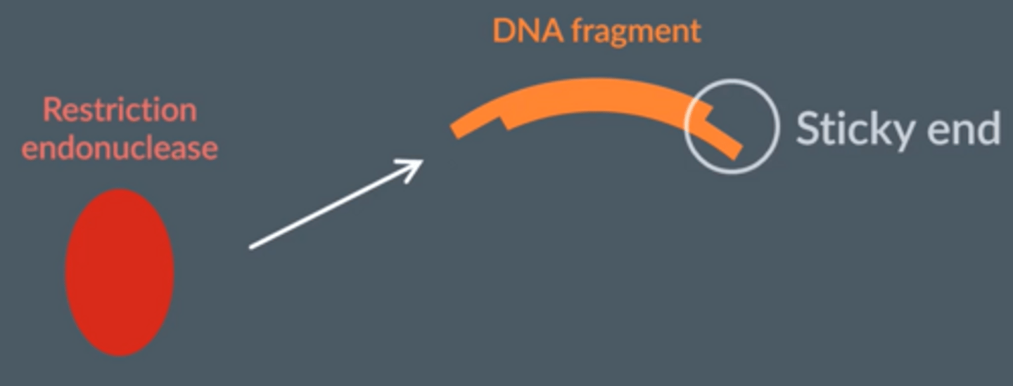 <p>● DNA fragments produced by restriction endonucleases, which have sticky ends </p><p>● The same restriction endonuclease is then used on the plasmid, producing sticky ends complementary to the DNA fragment</p>