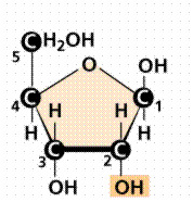 A five carbon sugar, e.g. ribose and deoxyribose.