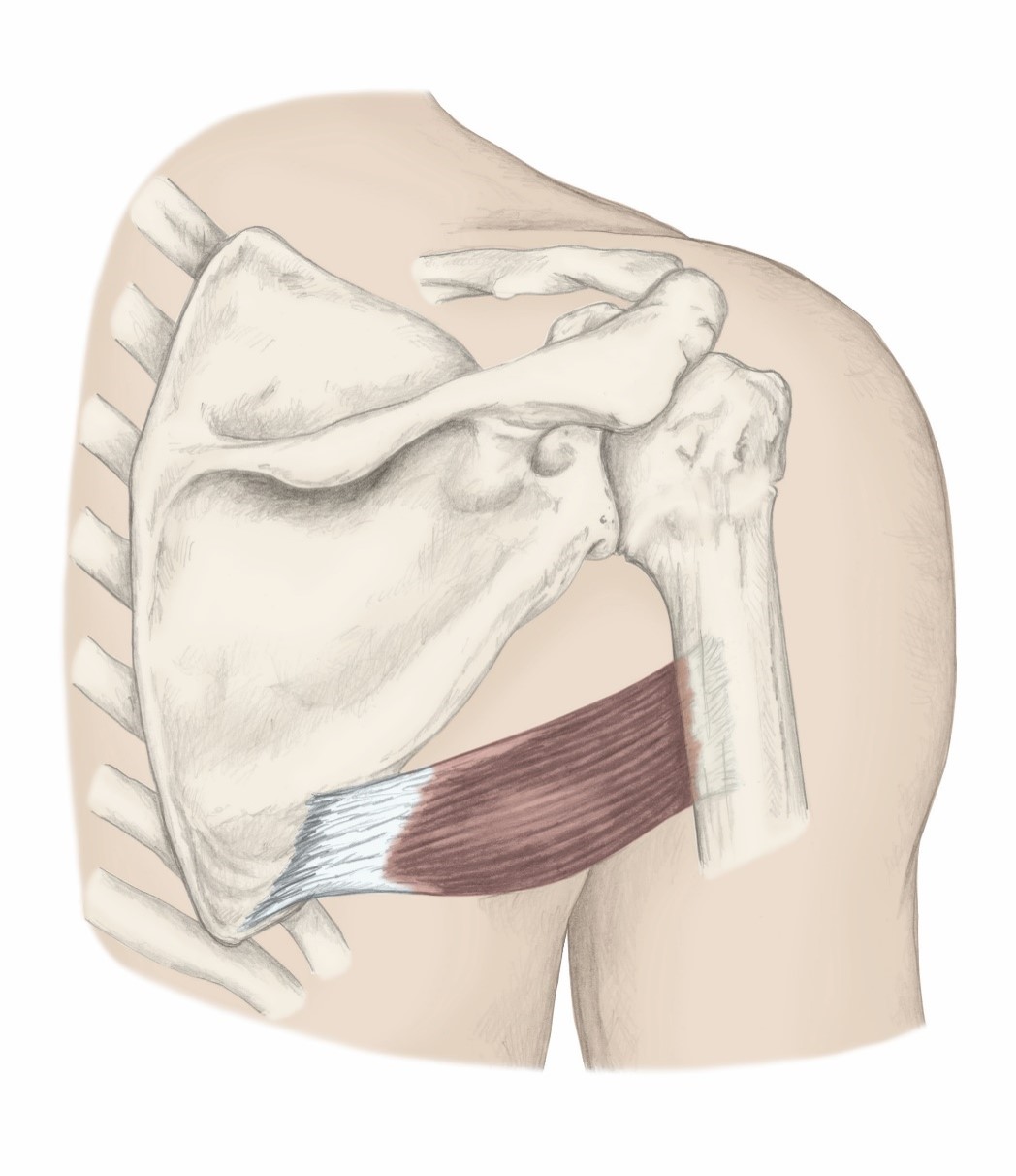 <p>O- Inferior Angle of the scapula &amp; Lateral Border of the scapula</p><p>I- Humerus; Lesser Tubercle (passes medially/anteriorly thru joint</p><p>A- Shoulder extension, adduction, &amp; medial rotation</p>
