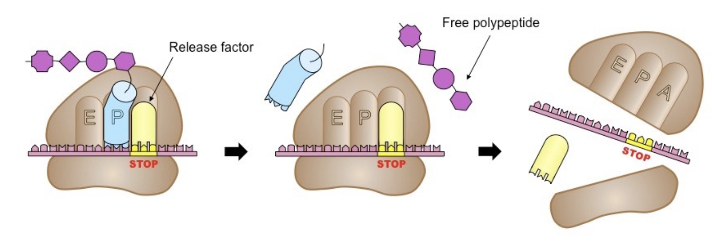 <ul><li><p><span style="background-color: transparent; font-family: "Proxima Nova", sans-serif;"><span>Elongation continues until the ribosome reaches a stop codon in the mRNA</span></span></p></li><li><p><span style="background-color: transparent; font-family: "Proxima Nova", sans-serif;"><span>A protein called a release factor that causes the polypeptide chain to separate from the ribosome</span></span></p></li></ul><p></p>