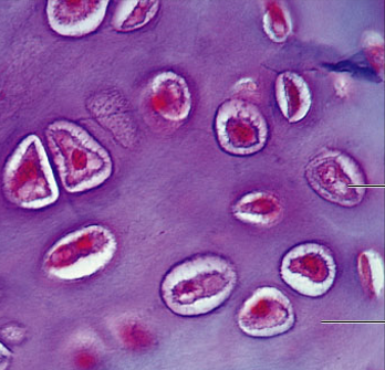 <p>what is the connective tissue?</p>
