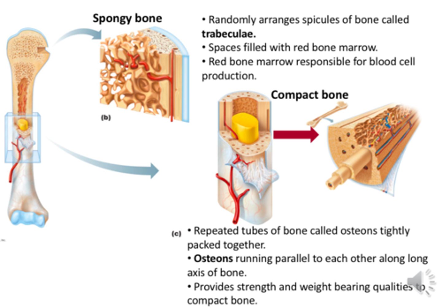 <p>Spongy: trabeculae, light; Compact: dense, strong</p>