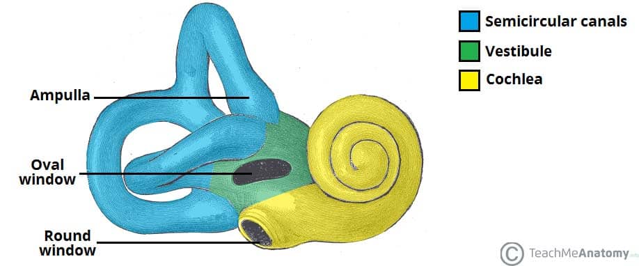<p>(the snail) made up of entryway to the labyrinth, vestibule, semicircular canals, and osseous cochlear canal</p>
