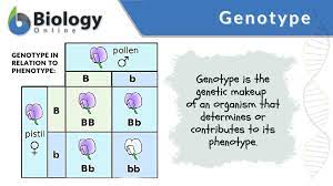 <p>genotype</p>