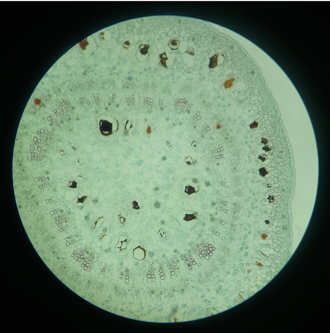 <p>Vascular Bundle</p>
