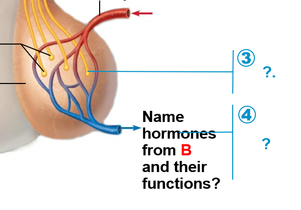 <p>antidiuretic hormone function?</p>