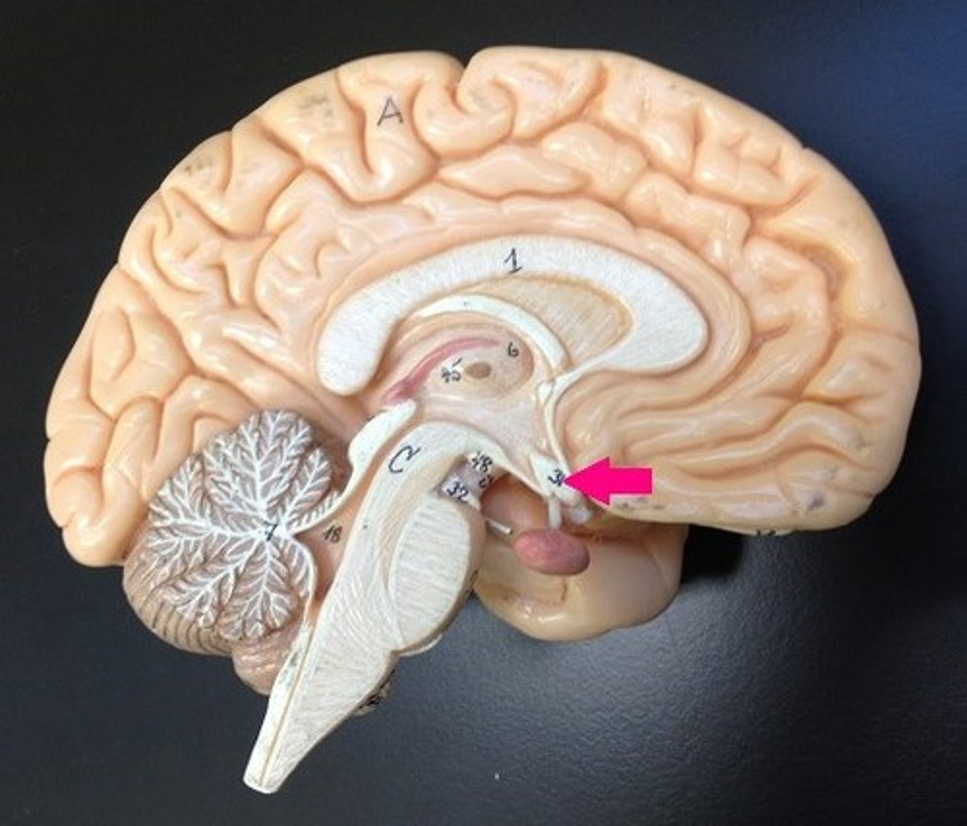 <p>Identify the structure.</p>