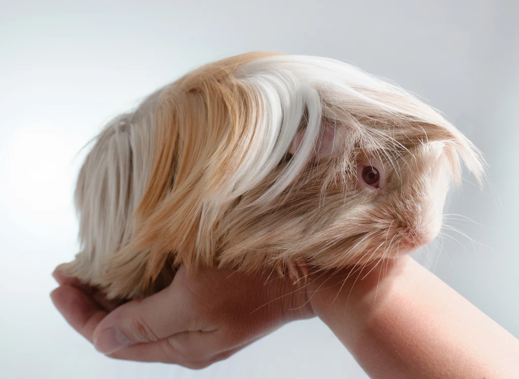 <p>What breed is this?</p>