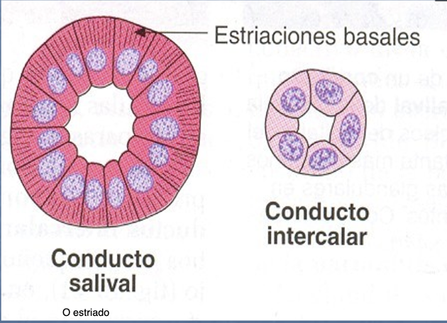 <p>Dominio ductal</p>