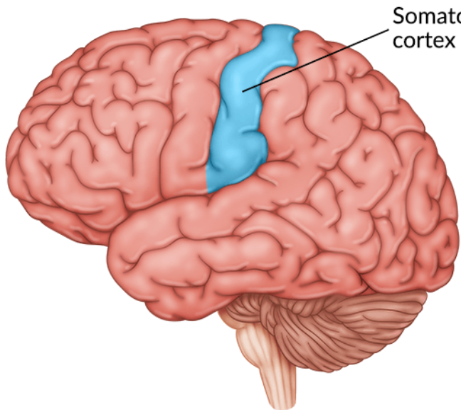 primary sensory cortex