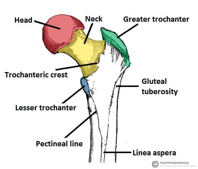 <p>short, curved line that passes inferolaterally from the base of the LESSER TROCHANTER, between the SPIRAL LINE and GLUTEAL TUBEROSITY</p>