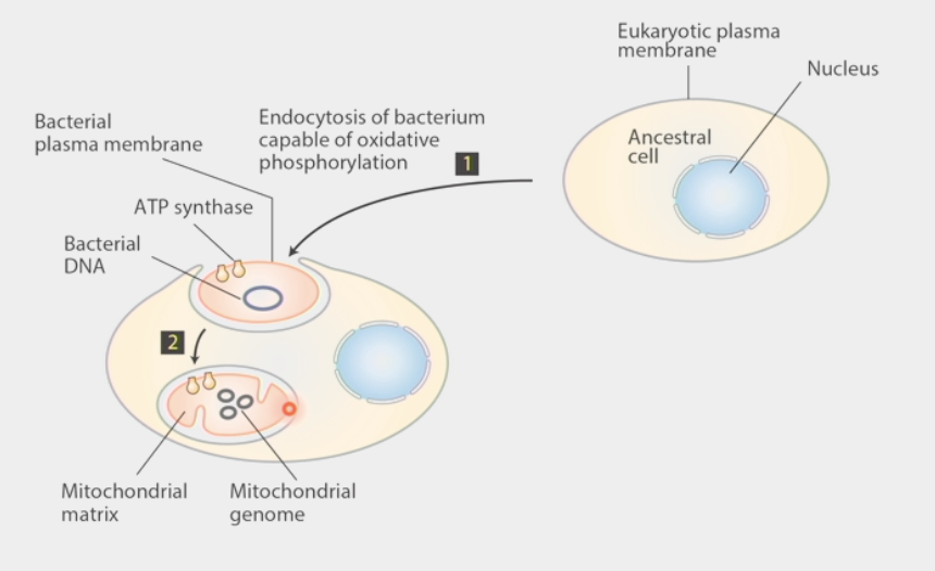 <ul><li><p>ancestral cell w/ nucleus &amp; eukaryotic plasma membrane</p></li><li><p>engulfed a bacteria capable of oxidative phosphorylation w/ ATP synthase, bacterial DNA, bacterial plasma membrane</p></li><li><p>bacteria became mitochondria w/ mitochondrial matrix and unique genome (mtDNA)</p></li><li><p>controversial hypothesis!!</p><ul><li><p>alternative: aerobic proto-eukaryote enlarged &amp; engulfed its respiratory surfaces (ATP synthase complexes)</p></li><li><p>central counter: host was <strong>already aerobic</strong></p></li><li><p>DNA sequence analysis proved these wrong → chicken liver mitochondria <strong>closer</strong> to E.coli than bovine erythrocyte</p></li></ul></li><li><p>mitochondria <strong>increased</strong> power per gene</p></li></ul><p></p>