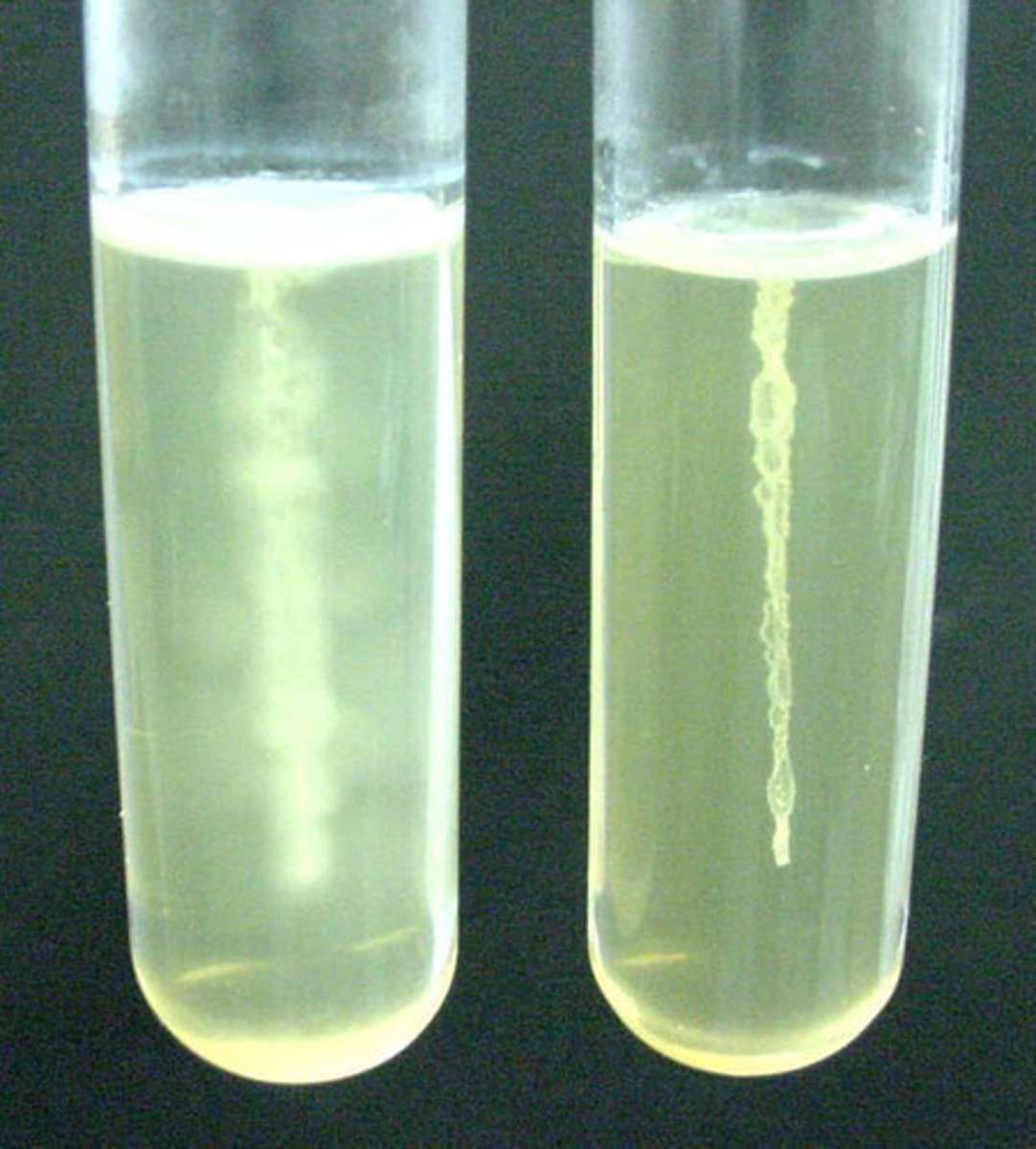 <p>Motility agar</p>