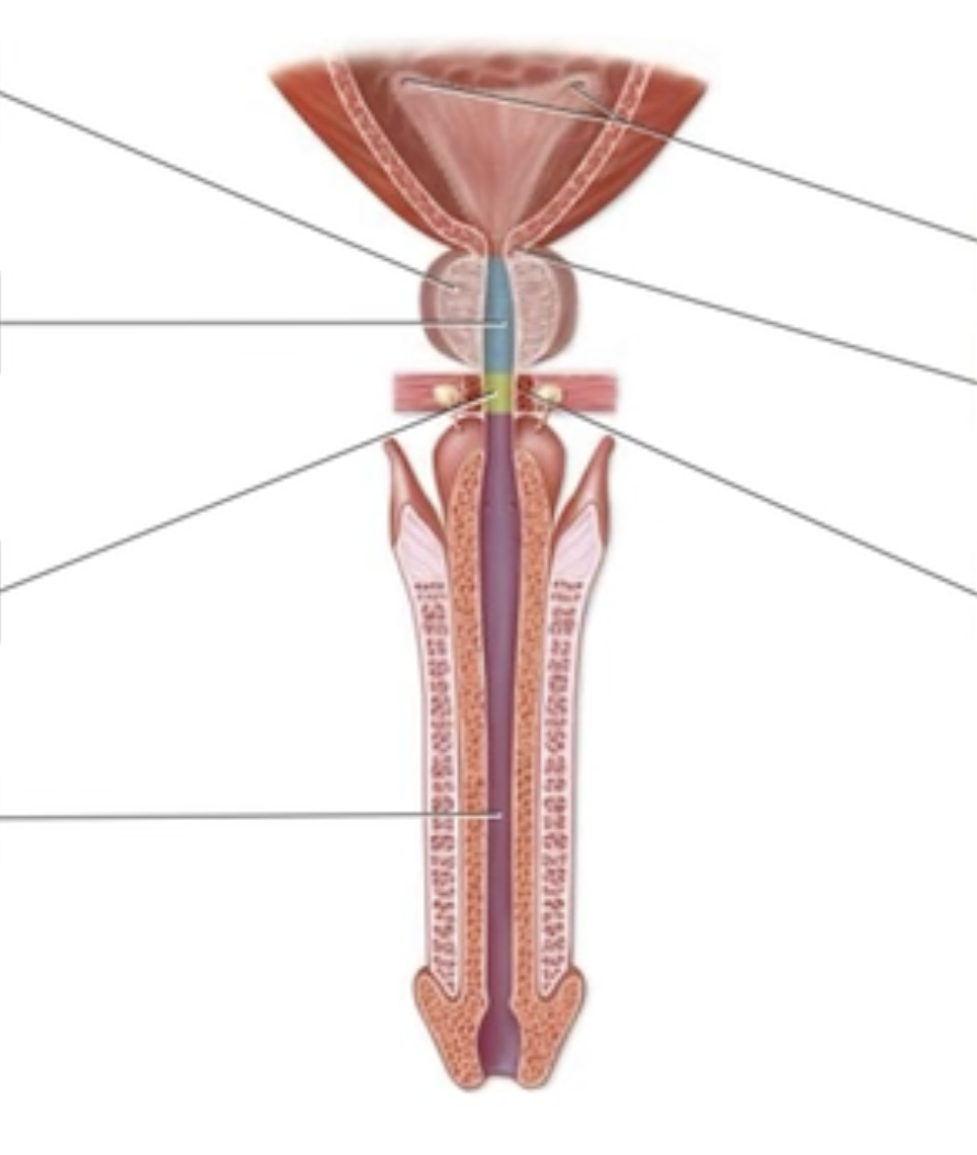 <p>The Male Urinary Bladder and Urethra</p><p></p><ul><li><p>Prostatic urethra</p></li><li><p>Internal urethral sphincter</p></li><li><p>Prostate gland</p></li><li><p>Ureteral openings</p></li><li><p>Spongy urethra</p></li><li><p>Membranous urethra</p></li><li><p>External urethral sphincter</p></li></ul><p></p>