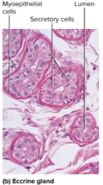 <p>Eccrine glands</p>