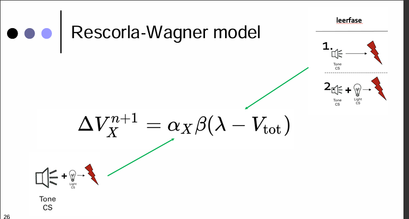 <p>Rescorla-Wagner model model kan 2 dingen verklaren </p>