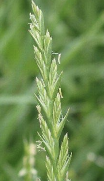<p>perennial ryegrass staggers</p>