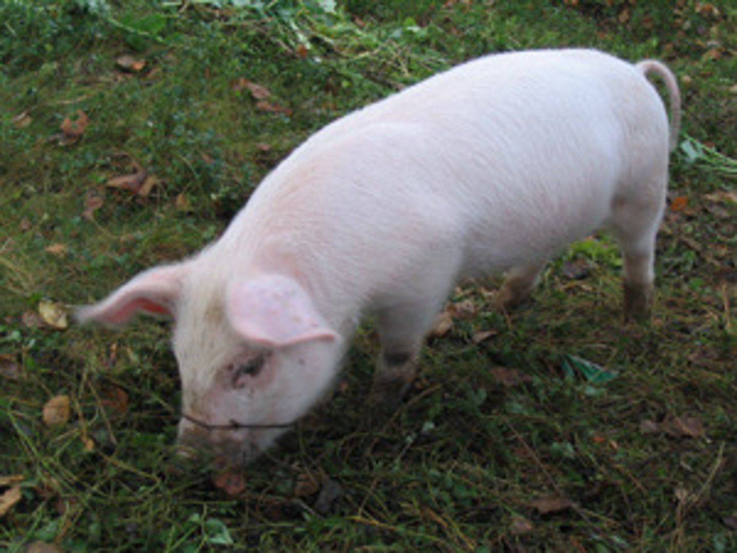 <p>pig</p>