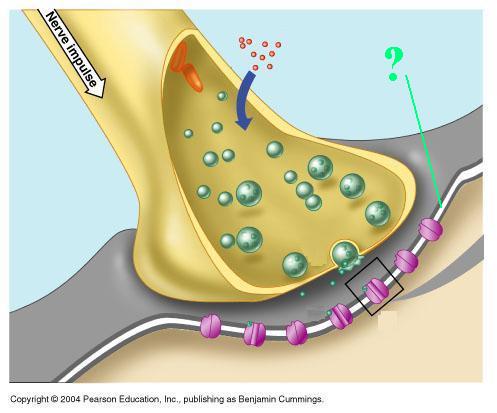 <p><span><span>Identify the indicated part of a synapse</span></span></p>