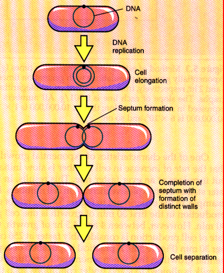 <ul><li><p>the prevailing means of bacterial reproduction</p></li><li><p>division exactly in half</p></li><li><p>most common means of bacterial reproduction</p><ul><li><p>forming two equal size progeny</p></li><li><p>genetically identical offspring</p></li><li><p>cells divide in a geometric progression doubling cell number</p></li></ul></li><li><p>doubling time is the unit of measurement of microbial growth</p></li></ul><p></p>