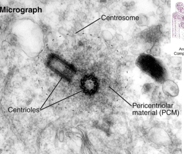 <p>The pericentriolar material (PCM) around the centrioles. This is essentially the centrosome</p>