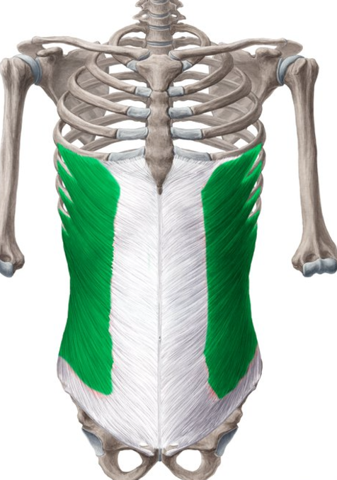 <p>External abdominal oblique nerve supply</p>