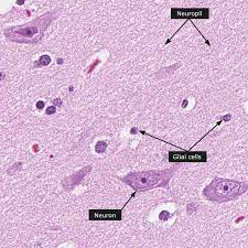 cells surrounding and supporting the neuron