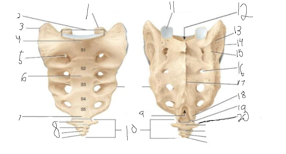 <p>11</p>