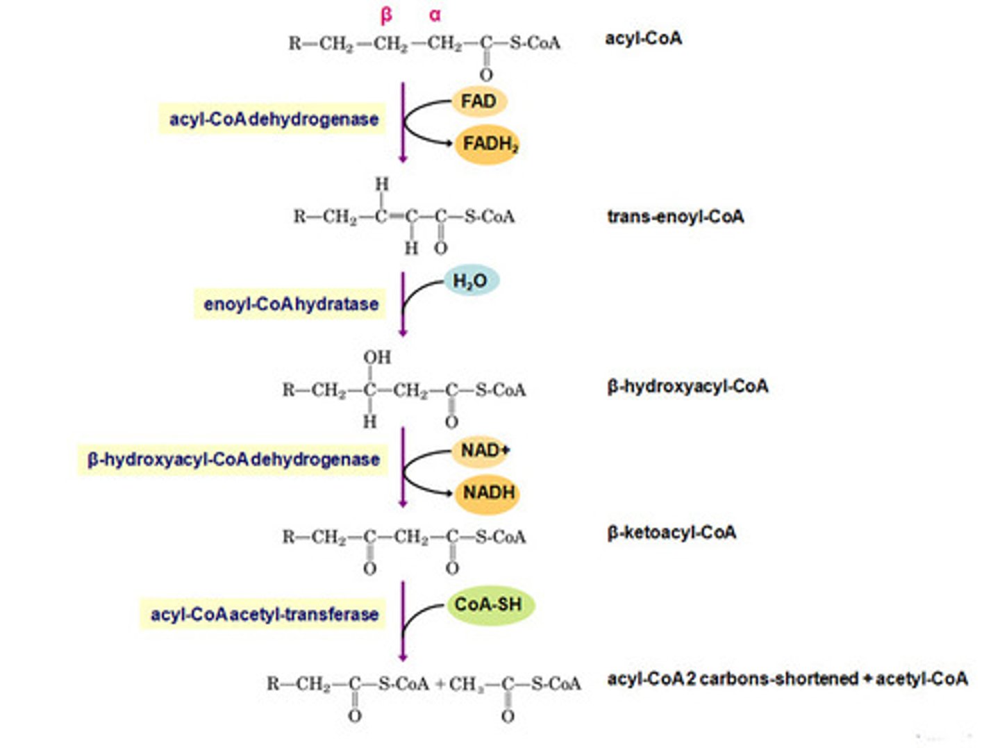 <p>a metabolic sequence that fatty acids down to two-carbon fragments that enter the citric acid cycle as acetyl CoA</p>