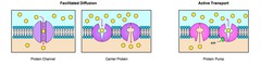 <p>Transport proteins are membrane proteins that form pumps that use ATP to actively transport solutes across the membrane.</p>