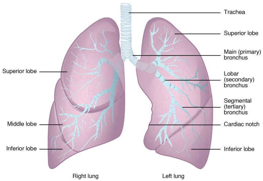 <p>Right lung </p><ul><li><p>shorter, wider, and heavier</p></li><li><p>3 lobes (superior, middle, inferior) </p></li><li><p>2 fissures</p></li></ul><p></p><p>Left lung</p><ul><li><p>narrower, and lighter </p></li><li><p>2 lobes (superior, inferior), </p></li><li><p>1 fissure </p></li><li><p>has a cardiac notch to accommodate the heart. </p></li></ul><p></p><p>The right lung lies over the liver, while the left provides space for the heart and the aorta. </p>