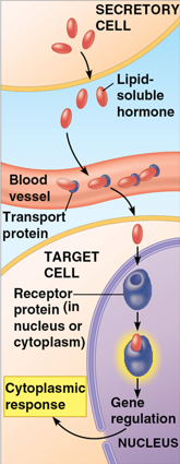 <p>secreted by a secretory cell → travel into blood vessel with transport proteins bound → leave blood → diffuses into a target cell → binds to a receptor protein <strong>in the nucleus</strong> → triggering gene regulation and then a cytoplasmic response</p>