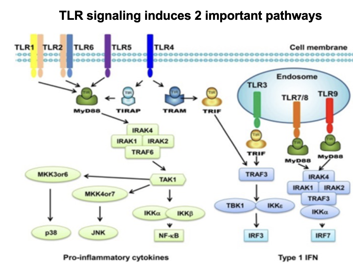 <p>Two main pathways leading to:</p><ol><li><p>Cell-Surface: MyD88 pathway → Pro-inflammatory cytokine production (TNF-a, IL6)</p></li><li><p>Endosomal: IRF3 or TRIF pathway → Type 1 interferon production</p></li></ol><p></p>