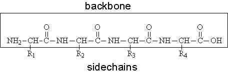 <p>the repeating sequence of amino acids</p>