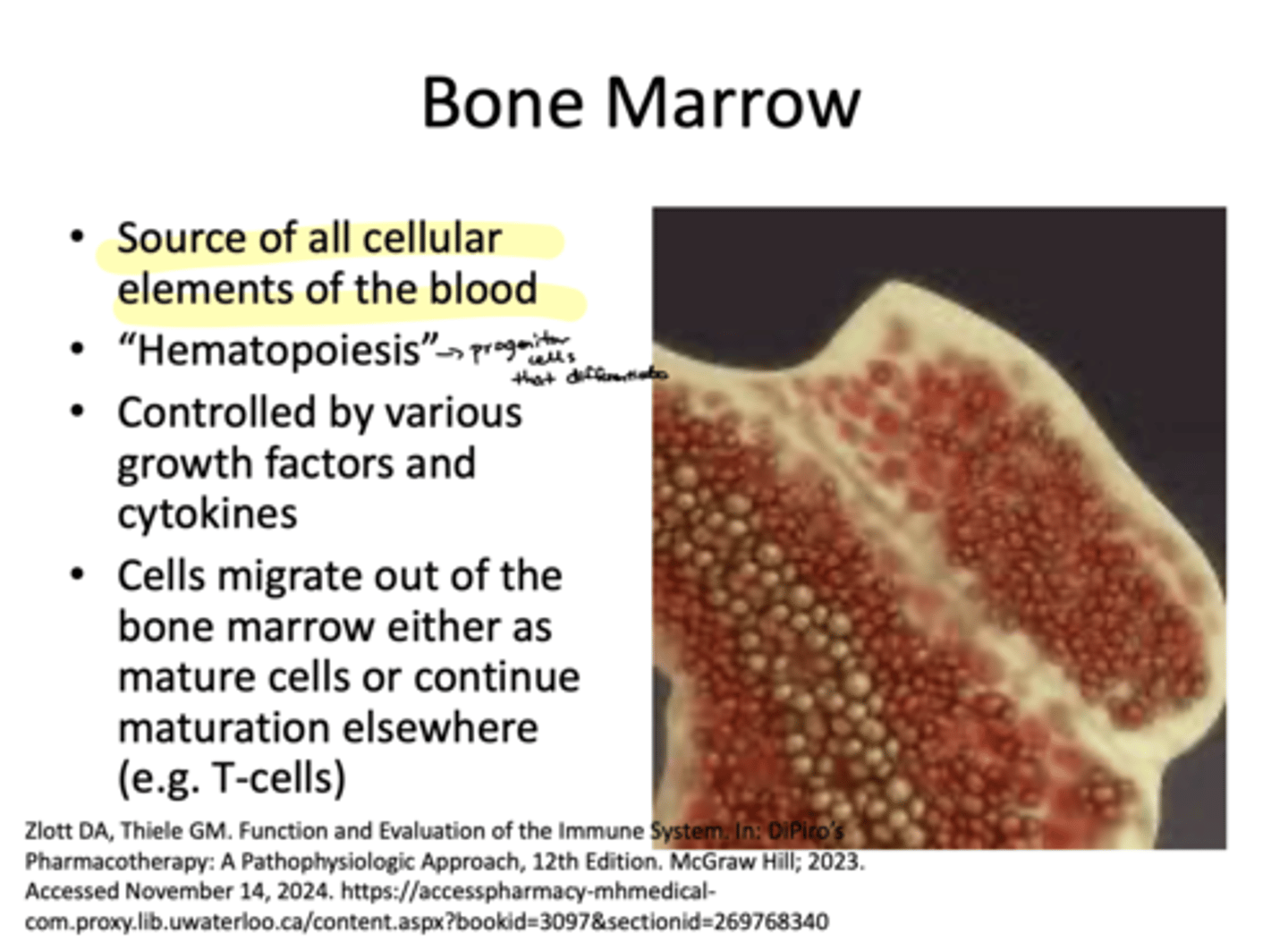 <p>It is the source of all cellular elements of the blood- conducts hematopoiesis</p>